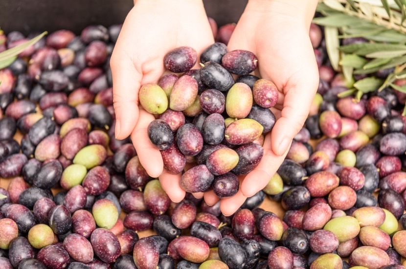 Zeytin Sütü Nedir? Cilt ve Saç İçin Faydaları 3 hands holding olives pile olives background harvest season 2